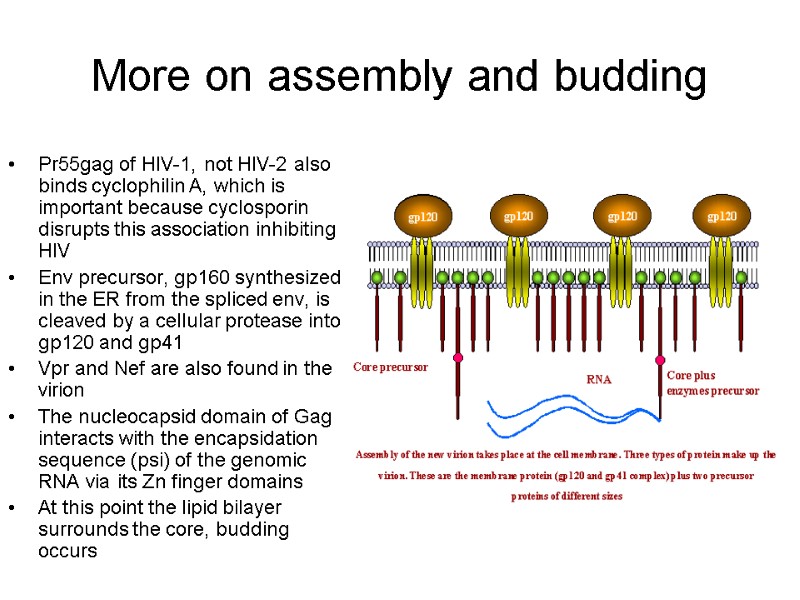 More on assembly and budding Pr55gag of HIV-1, not HIV-2 also binds cyclophilin A,